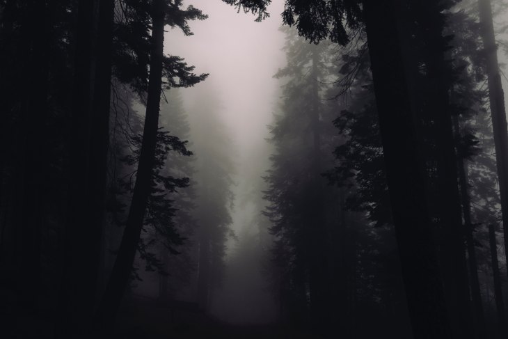 Gray and foggy forest